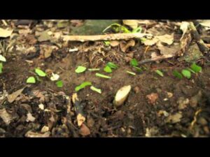 Leafcutter Ants Secret Code