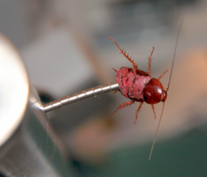Magnetic Insect Testing