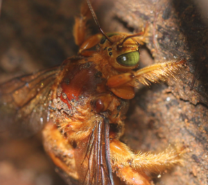 Serendipitous City Partying | Collecting TreeAnts