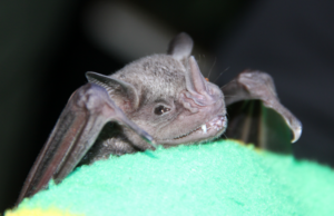 Hi-Low Density Field Research