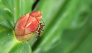 Cameling Mutant Carrot Cake | Embodied Thinking | Dual Infinities