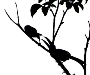 Ants Love Human Blood | Termite Rebuilding