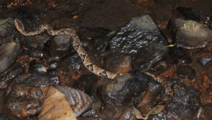 Camouflage and Aposematicism