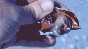 Conchs are Weird, Personable