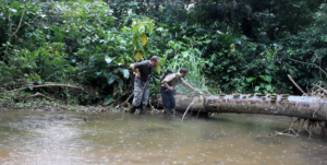 Jungle Techno Performance 1