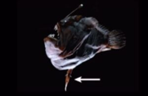 Music: Biopoesis and Ego Solvent