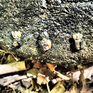 Gimme shelter: Animal Homes in the Wild – Jeannette