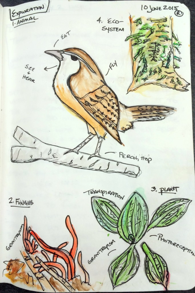 Wildlife sketch project