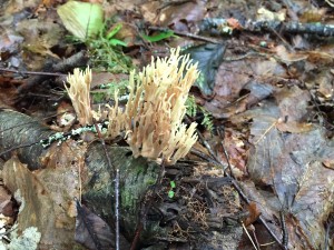 coral fungus