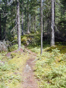 forest-scene-600x800