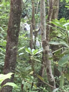 The Succession of Trees – Hugh