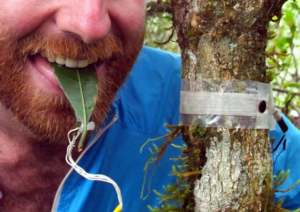 Fiber Optic Jungle Insect Traffic Taster